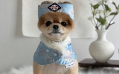 “설 한복이요? 전 안 입어도 멍멍이는 입혀야죠”