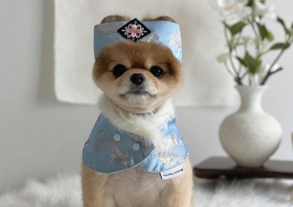 “설 한복이요? 전 안 입어도 멍멍이는 입혀야죠”